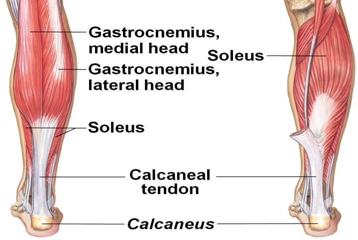 calf-muscles-of-the-leg
