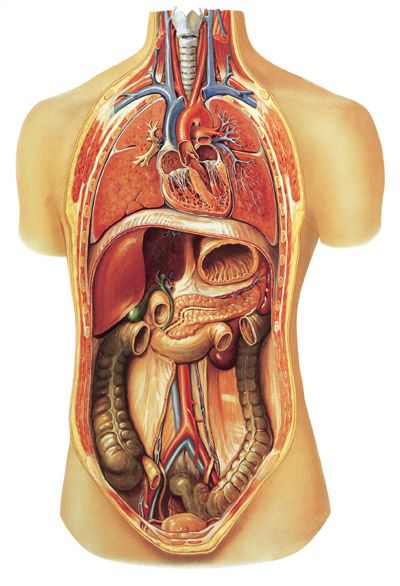 Human-Body-Organs