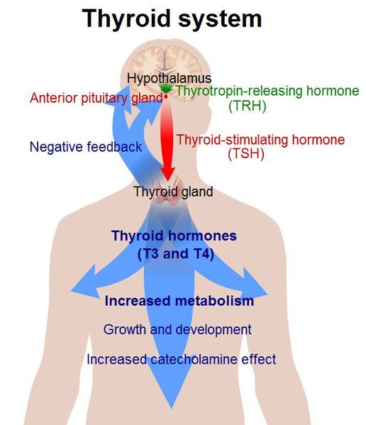 Human-Thyroid-system