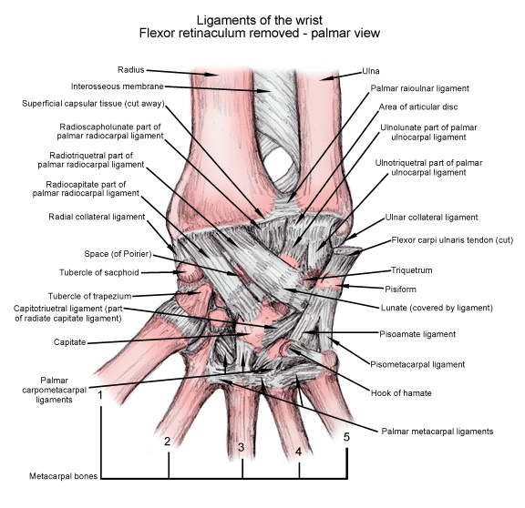 anatomy-of-wrist