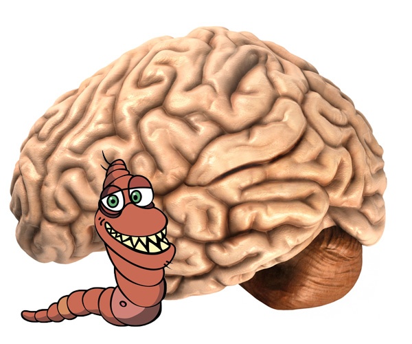 brain-tapeworm