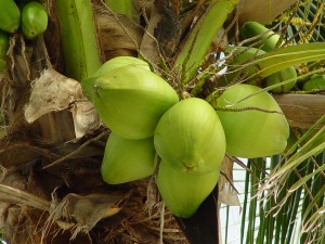 coconut-water-health-benefits