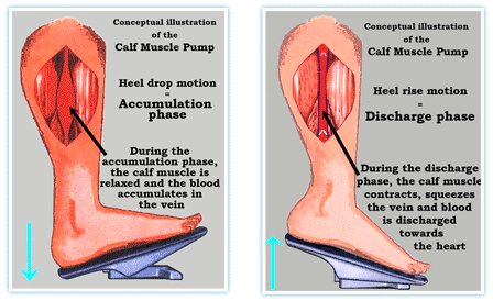 function-of-calf-muscle-pump