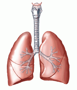 human-lung