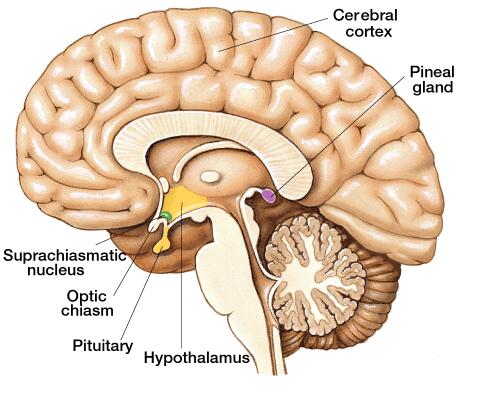 pineal-gland-of-human-brain