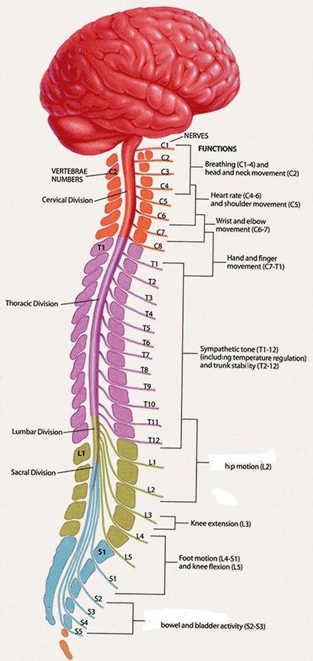 spinal_cord