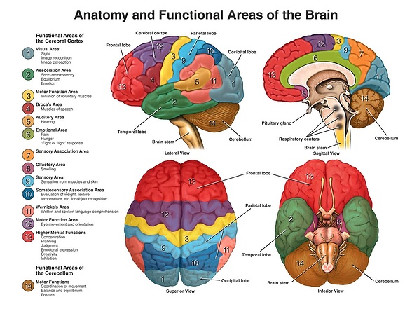 neuroanatomy