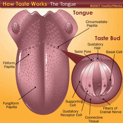 How to get your taste buds back